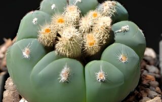 ¿Qué es el peyote? El alucinógeno en forma de cactus