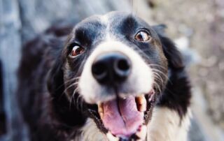 CBD para mascotas: ¿cuándo y cómo debes usarlo?