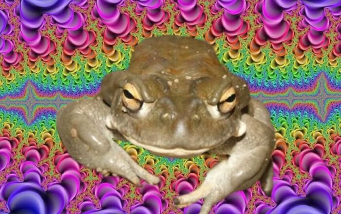 El sapo que te pone high ¿cómo lo hace?